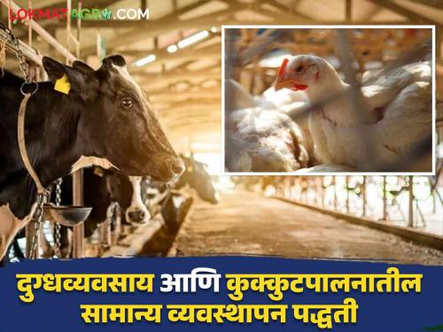 Latest News Dairy And Poultry management Don't ignore three things in dairy and poultry farming, read in detail    | Dairy And Poultry : दुग्धव्यवसाय आणि कुक्कुटपालनात 'या' तीन गोष्टीकडे दुर्लक्ष करू नका, वाचा सविस्तर   