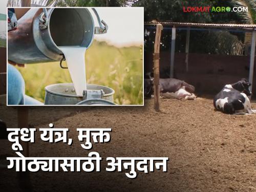 Latest News Subsidy for milking machine and free range, benefits 208 farmers | Agriculture News : दूध काढणी यंत्र आणि मुक्त गोठ्यासाठी अनुदान, 208 पशुपालकांना लाभ