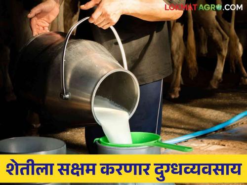 Dairy Business : Dairy business will gain momentum! | Dairy Business : दुग्धव्यवसायाला मिळणार गती !