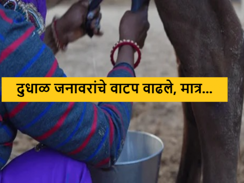 Latest News agriculture News Allocation of milch animals increased, but milk production barely | Agriculture News : दुधाळ गायी नावालाच, दूध उत्पादन जेमतेम, शासकीय याेजनेचे फलित काय? 