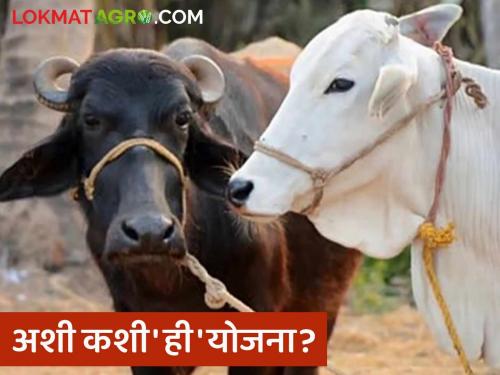 How is this scheme? 18 thousand applications and benefits only 200 people; Farmers are disappointed in the milch animal distribution scheme | अशी कशी ही योजना? १८ हजार अर्ज अन् लाभ केवळ २०० जणांना; दुधाळ जनावरे वाटप योजनेत शेतकऱ्यांच्या पदरी निराशा