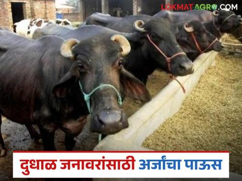latest news Pashudhan Scheme: 'Pashudhan' scheme booming in the state! Number of applications exceeds one lakh Read in detail | Pashudhan Scheme: राज्यात 'पशुधन' योजनेची धूम! अर्जाचा आकडा लाखाच्या पुढे वाचा सविस्तर