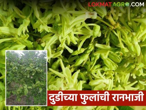 Latest News dudi Fule Ranbhaji To control sugar, eat wild flowers of Dudi, see recipe | साखर नियंत्रित ठेवण्यासाठी खा दुडीच्या फुलांची रानभाजी, अशी बनवा भाजी 