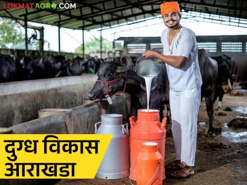 Nandurbar's dairy will get a revival, National Dairy Development Board's decision | Agriculture News : नंदुरबारच्या डेअरीला मिळणार नवसंजीवनी, राष्ट्रीय डेअरी विकास बोर्डाचा निर्णय 