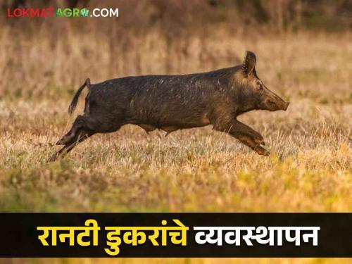 Latest News Follow these seven measures to protect crops from wild boars, read in detail | Agriculture News : रानडुकरांच्या दहशतीपासून, पिकांच्या संरक्षणासाठी हे जबरदस्त उपाय कराचं, वाचा सविस्तर 