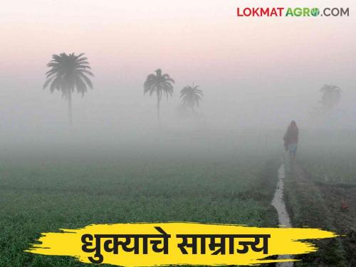 Climate Change: Read more about the effect of fog on crops due to climate change  | Climate Change : हवामान बदलामुळे धुक्याचा पिकांवर काय होतोय परिणाम ते वाचा सविस्तर 