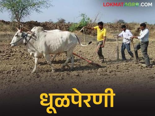 latest news Dhulaperani: The time for sowing of Dhulaperani! Read the details of the cotton sowing in the fields in the Mrig Nakshatra | Dhulaperani : धुळपेरणीचा मुहूर्त! मृग नक्षत्रात शेतात कपाशीची लगबग वाचा सविस्तर