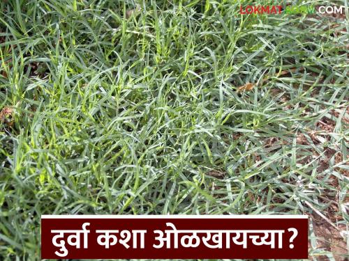Latest news Ganesh Chaturthi How to identify the Durvas are dear to Ganesha, know in detail | Ganesh Chaturthi : गणपतीला प्रिय असलेल्या दुर्वा कशा ओळखायच्या, जाणून घ्या सविस्तर 