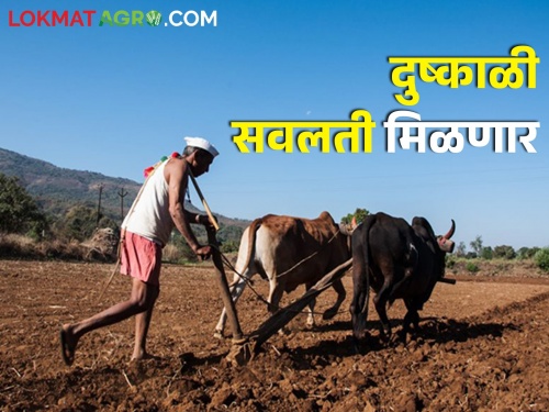 Only farmers who have registered e pik pahani will get drought benefits | ई-पीक पाहणी नोंद केलेल्या शेतकऱ्यांनाच मिळणार दुष्काळी सवलती