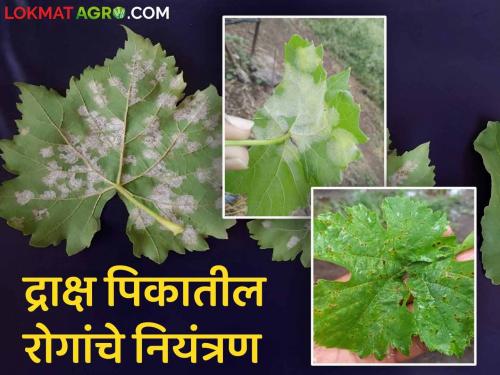 How to manage fungal blight and downy mildew disease in grape crop | Grape Downy Mildew : द्राक्ष बागेतील बुरशीजन्य करपा व केवडा रोगांचे कसे कराल व्यवस्थापन