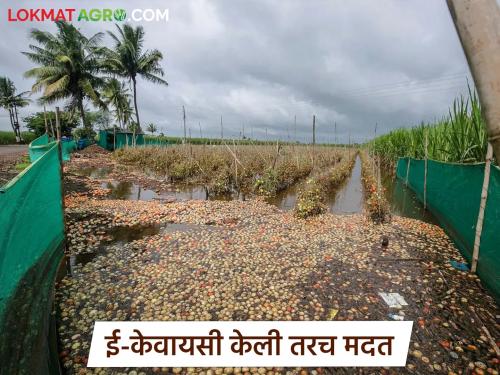 E-KYC went wrong.. Compensation for two thousand farmers from the last flood was stuck | ई-केवायसी चुकली.. गेल्या महापुरातील दोन हजार शेतकऱ्यांची नुकसान भरपाई अडकली