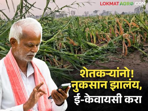 Latest News Farmers affected by unseasonal rain and hail Call for e-KYC | E KYc : शेतकऱ्यांनो! अवकाळी पाऊस व गारपीटीमुळे नुकसान झालंय, ई-केवायसी करण्याचे आवाहन