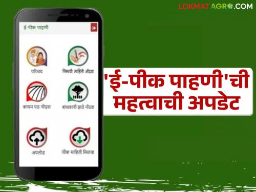 e pik pahani : Mobile app of e pik Pahani updated; Kharif crop survey starts | e pik pahani : ई-पीक पाहणीचे मोबाईल अ‍ॅप अपडेट झाले; खरीप पीक पाहणीला सुरवात