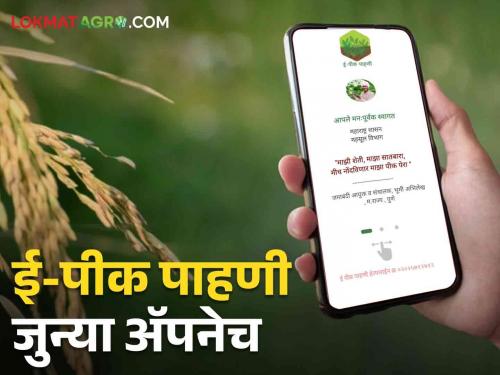 E-Pik pahani inspection in Kharif season will start from August 1, crop inspection will be done from the old app only | E-Peek Pahani: खरीप हंगामातील ई-पीक पाहणीला १ ऑगस्टपासून सुरवात, जुन्या अॅपमधूनच होणार पीक पाहणी