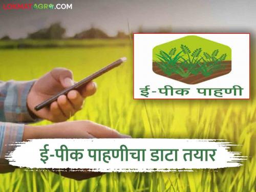 e-pik pahani : e-pik inspection benefits 'so many' lakh farmers; Hectare will get help | e-pik pahani : ई-पीक पाहणीचा 'इतके' लाख  शेतकऱ्यांना फायदा; हेक्टरी मदत मिळणार