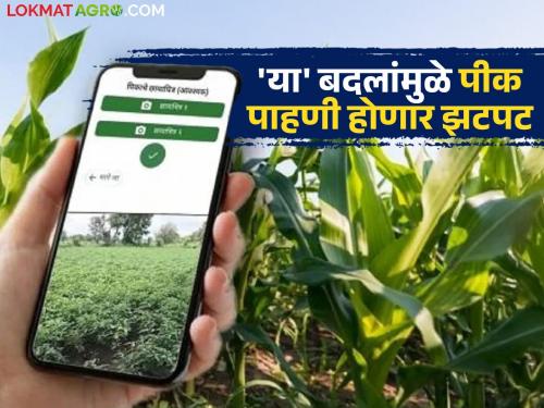 e Pik Pahani : Crop inspection has become easier now; 'These' changes made in the mobile app, read in detail | e Pik Pahani : पीक पाहणी झाली आता सोपी; मोबाईल अ‍ॅपमध्ये केले 'हे' बदल, वाचा सविस्तर