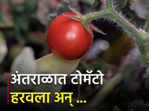 The first tomato grown in space was lost 8 months ago and… | अंतराळात पिकवलेला पहिला टोमॅटो ८ महिन्यांपूर्वी हरवला अन्... 