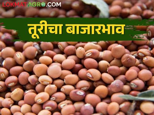 Turi prices are highest here till afternoon, arrival of 4221 quintals of Turi in the state | दुपारपर्यंत इथे तूरीला सर्वाधिक भाव, राज्यात  ४२२१ क्विंटल तूरीची आवक