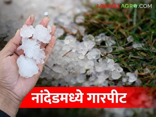 Hailstorm with gusty winds in Nanded | नांदेडला गारपीटीचा तडाखा, वादळी वाऱ्यासह अवकाळी पावसाने..