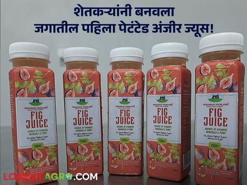 Fig Juice : Admirable! Pune farmer's sting in the world; Made the world's first fig juice | Fig Juice : कौतुकास्पद! पुण्याच्या शेतकऱ्याचा जगात डंका; बनवला जगातील पहिला अंजिराचा ज्यूस