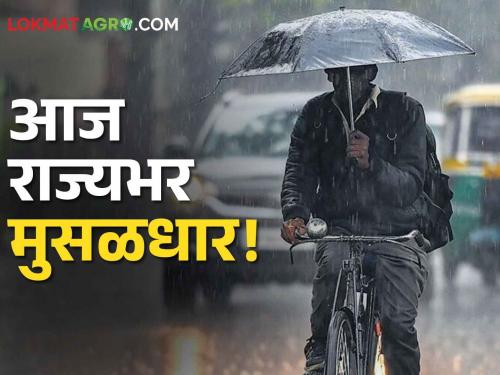 Rain Maharashtra Update: Heavy rain across the state today! Yellow alert of stormy rain in the state except these five districts | Rain Maharashtra Update: आज राज्यभर मुसळधार! हे पाच जिल्हे वगळता राज्यात वादळी पावसाचा यलो अलर्ट