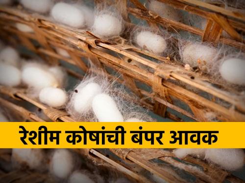 Bumper inflow of silk funds, farmers' confidence increased as payment was received within 48 hours | रेशीम कोषांची बंपर आवक, ४८ तासांच्या आत पैसे मिळत असल्याने शेतकऱ्यांचा वाढला विश्वास