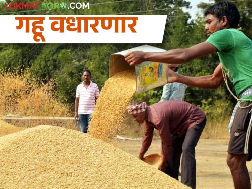 Wheat will get good price by slowing down the import, see what the price is getting.. | आवक मंदवल्याने गव्हाला मिळणार चांगला भाव, पहा काय मिळतोय दर..