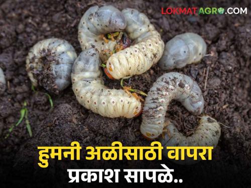 Humni worm: Use light traps for Humni worm control, avoid damage to standing crop | Humni worm: हुमनी अळी नियंत्रणासाठी वापरा प्रकाश सापळे, उभ्या पिकाचे नुकसान टाळा