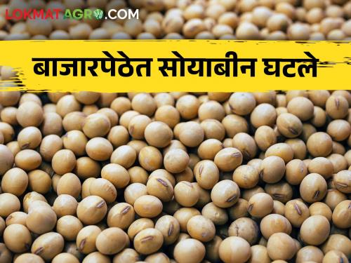 Today's Soybean rates: 194 quintals of white soybeans received in Latur, price per quintal? | Today's Soybean rates: लातूरमध्ये १९४ क्विंटल पांढऱ्या सोयाबीनची आवक, क्विंटलमागे मिळतोय भाव?