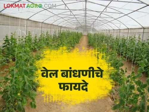 Vine construction is essential for good quality exportable fruit and vegetables production | उत्तम प्रतीच्या निर्यातक्षम फळ उत्पादनासाठी वेल बांधणी आवश्यक