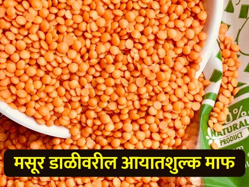 Import duty on lentil dal waived till March 2025: Central Govt | मसूर डाळीचे आयातशुल्क मार्च २०२५ पर्यंत माफ: केंद्र सरकार