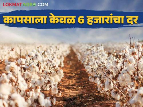 Cotton Rates: Cotton is getting a rate of only 6 thousand! Shop at less than the guaranteed price across the state | Cotton Rates : कापसाला मिळतोय केवळ ६ हजारांचा दर! राज्यभरात हमीभावापेक्षा कमी दराने खरेदी