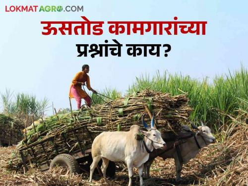 Sugarcane Worker questions of Ustod workers are pending! When will the demands be met? | Sugarcane Worker : उसतोड कामगारांचे प्रश्न प्रलंबितच! मागण्या कधी पूर्ण होणार?