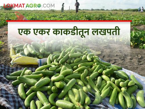 An acre of cucumber yields an income of two lakh rupees | एक एकर काकडी उत्पादनातून मिळाले दोन लाख रुपयांचे उत्पन्न
