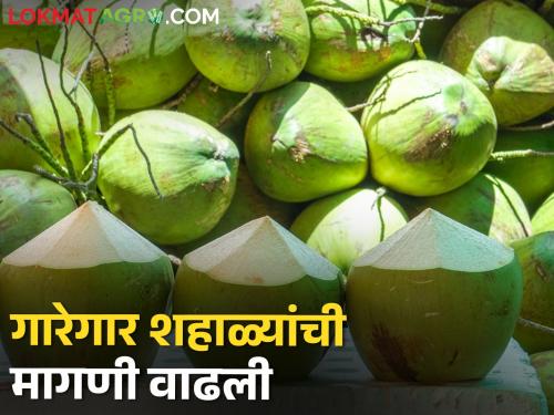 The temperature is above 40, the water of Pya Shahala is cold, the highest influx is happening here in the state | तापमान ४० पार, प्या शहाळ्याचं पाणी गार, राज्यात येथे होतेय सर्वाधिक आवक