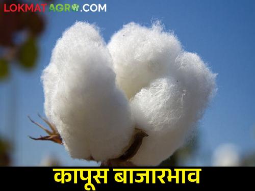 Cotton Market: What is the price of cotton in the market today? | Cotton Market: आज बाजार समितीत कापसाला काय मिळतोय भाव?