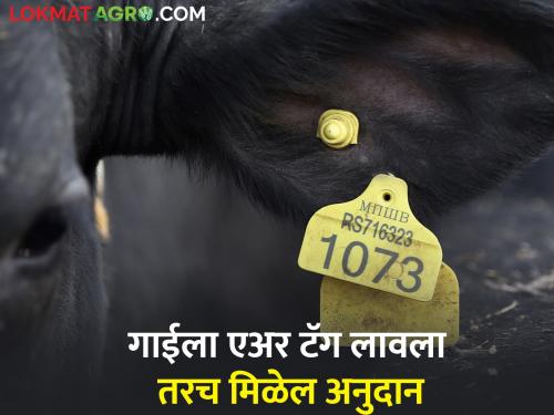 Cows need to be air tagged for Rs 5 milk subsidy | ५ रुपये दूध अनुदानासाठी गाईंना एअर टॅग करणे गरजेचे