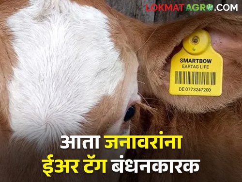 It is mandatory to ear tag all the livestock in the state and register them with the bharat Pashudhan System | राज्यातील सर्व पशुधनाचे ईअर टॅगिंग; भारत पशुधन प्रणालीवर नोंदणी करणे बंधनकारक