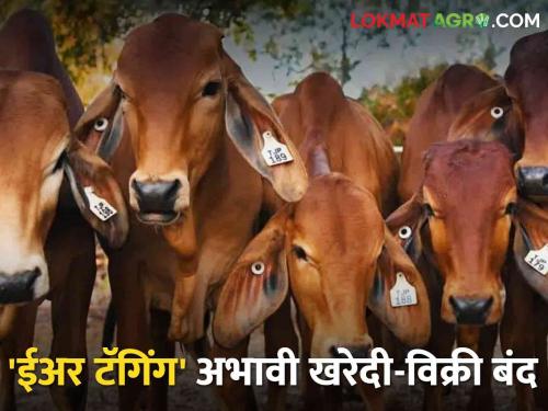 Sale and purchase of animals without 'ear tagging' in the market is closed | बाजारात 'ईअर टॅगिंग' नसलेल्या जनावरांची खरेदी-विक्री बंद