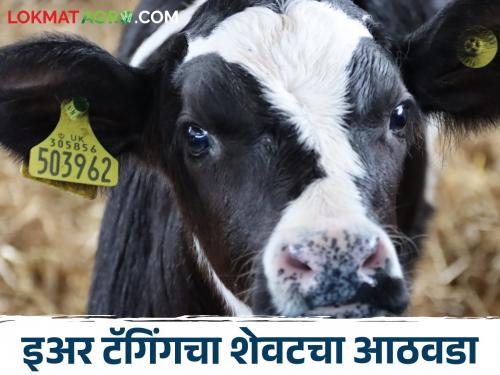 Last week of ear tagging for animals.. livestock Treatment will also be stopped | Animal Ear Tagging जनावरांसाठी इअर टॅगिंगचा शेवटचा आठवडा.. उपचारही होणार बंद