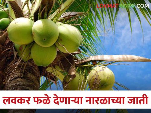 If you want coconut fruiting early, select these verities | नारळाला लवकर फळ लागलं पाहिजे तर ह्या जातींची लागवड करा