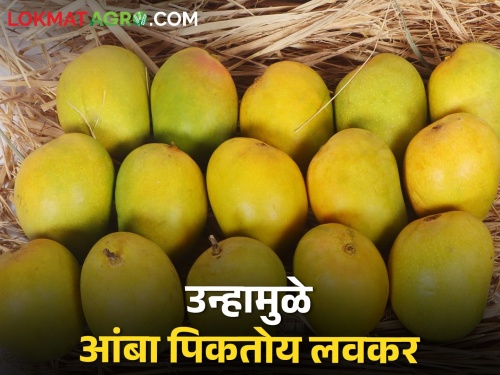 Increase in heat early ripening in mango; Possibility of increase flow of mango in market | उष्मा वाढल्याने आंबा तयार होण्याला गती; आवक वाढण्याची शक्यता