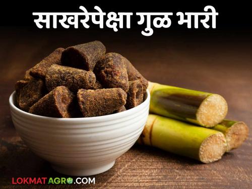 Why should jaggery be eaten? What are the benefits of jaggery; Read in detail | गुळ का खाल्ला पाहिजे? काय आहेत गुळाचे फायदे; वाचा सविस्तर