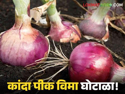 Crop Insurance: Onion insurance is paid but there is no crop in the field! Bogus Crop Insurance application crackdown | Crop Insurance : कांद्याचा विमा भरला पण शेतात पीकंच नाही! बोगस पीक विमा अर्जाची पोलखोल