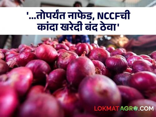 Big corruption in buying onions! | कांदा खरेदीत मोठा भ्रष्टाचार! चौकशी होईपर्यंत नाफेड, NCCFची कांदा खरेदी बंद ठेवण्याची मागणी