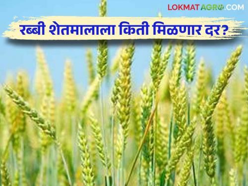 Rabi Crop How much will be the rate of rabi crops such as wheat, gram, sorghum planted now? | Rabi Crop : आत्ता लागवड केलेल्या गहू, हरभरा, करडई या रब्बी पिकांना किती मिळणार दर?