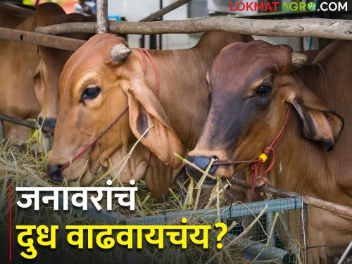 Rice straw has many nutritional properties, if fed to animals.. | भाताच्या पेंढयात अनेक पोषक गुणधर्म, जनावरांना खायला दिले तर..