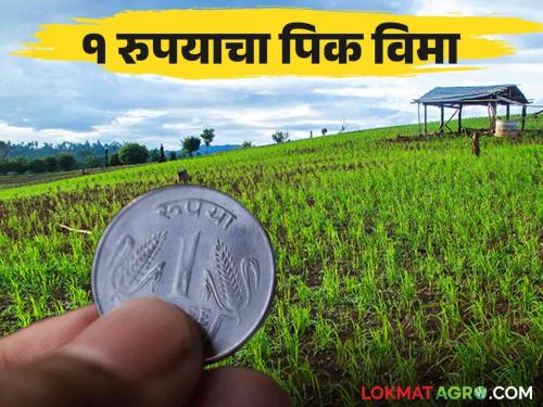 Rabi Pik Vima : If thousands are spent on crops take out crop insurance for 1 rupee | Rabi Pik Vima : पिकांसाठी हजारोंचा खर्च होतोय तेवढा १ रुपयाचा पिक विमा काढा की