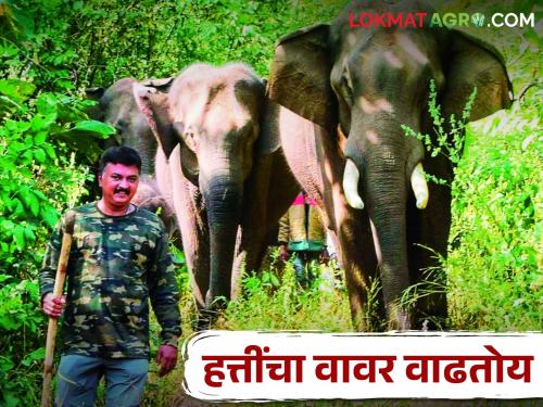 A unique experiment in Kolhapur to reduce conflict between elephants and farmers | Maharashtra Elephant हत्ती व शेतकऱ्यांमधील संघर्ष कमी करण्यासाठी कोल्हापुरात अनोखा प्रयोग