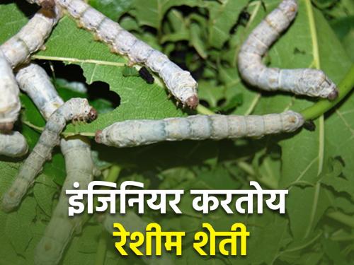 Attract youth to sericulture; Profitable Sericulture by Engineer Chandrasekhar | तरुणांचा रेशीम शेतीकडे ओढा; अभियंता चंद्रशेखर यांची फायद्याची रेशीम शेती